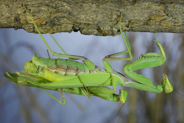 Pářící se kudlanky (Zdroj: Shutterstock)