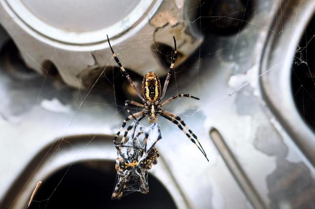 Kanibalismus u křižáka pruhovaného (Zdroj: Shutterstock)