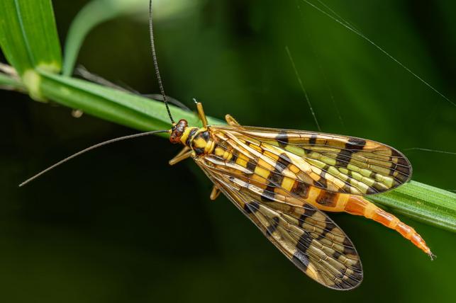Macoptera (Zdroj: Shutterstock)