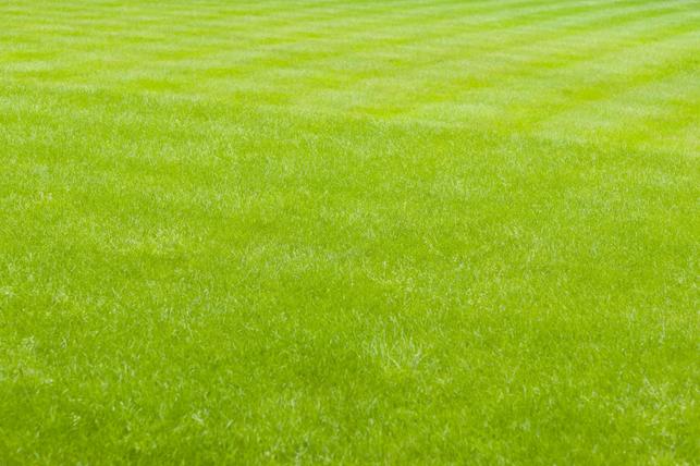 Dokonale udržovaný pažit (Zdroj: Shutterstock)