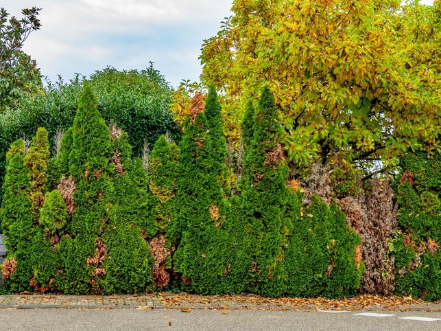 Zelená poušť tújí (Zdroj: Shutterstock)