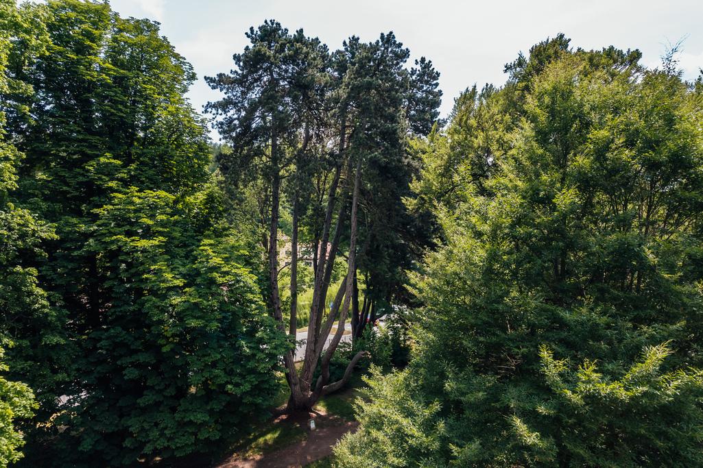 Opatovická borovice (Zdroj: stromroku.cz)