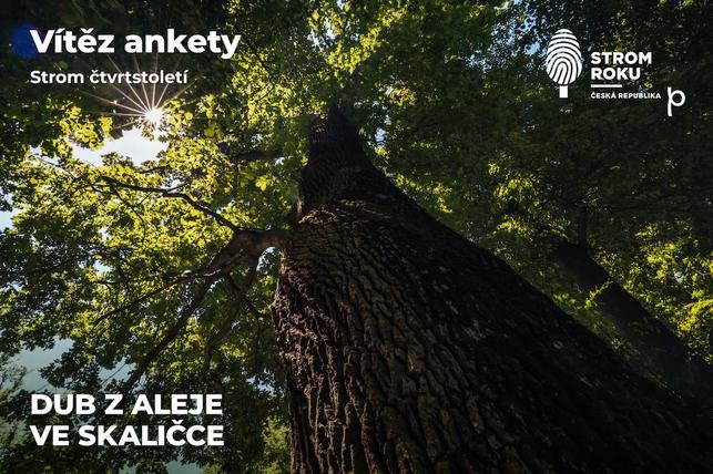 Dub ze Skaličky - Strom čtvrtstoletí (Zdroj: stromroku.cz)
