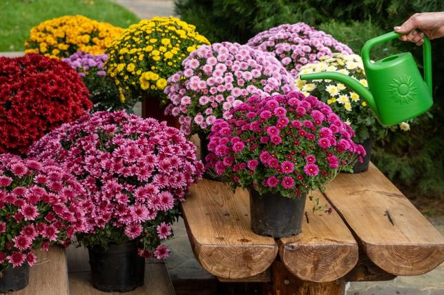Nabídka chryzantém (Zdroj: Shutterstock)