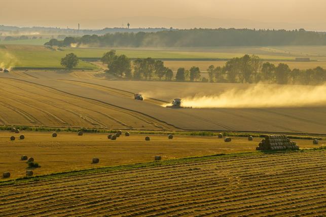 Sklizeň (Zdroj: Shutterstock)