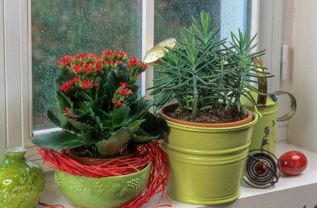 Kvetoucí Kalanchoe blossfeldiana na parapetu vedle jiného druhu kalanchoe s úzkými listy; druhy se liší vzhledem i chováním po odkvětu. (Zdroj: Shutterstock)