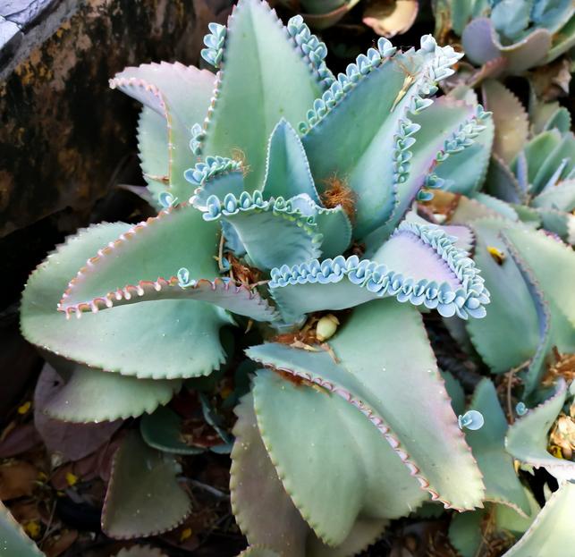 Kalanchoe s drobnými rostlinkami na okrajích listů; ty po odpadnutí zakoření a lze z nich snadno vypěstovat nové rostliny. (Zdroj: Shutterstock)