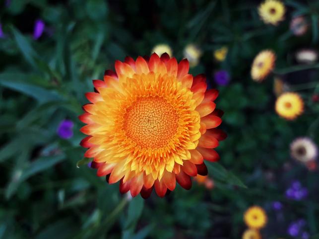 Chryzantéma (Zdroj: Shutterstock)