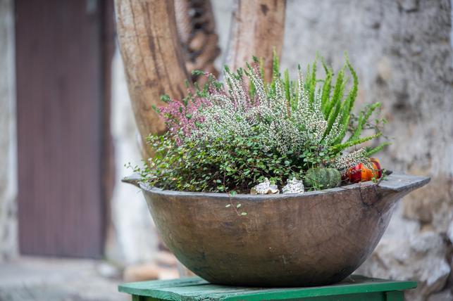 Vřes obecný (Zdroj: Shutterstock)