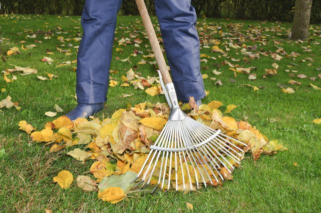 Hromada listí může posloužit jako zimoviště ježka (Zdroj: Shutterstock)