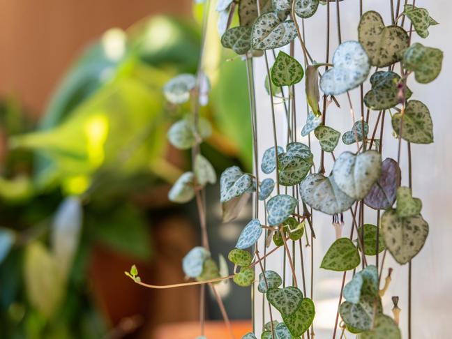 Svícník | Ceropegia woodii