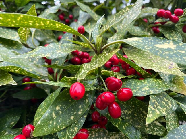 Aukuba | Aucuba japonica