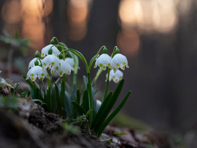 Bledule jarní | Leucojum